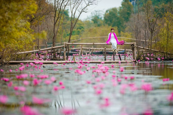 Theo người dân địa phương, khu vực này năm nay bị ngập lớn 2 lần nên mùa hoa tới muộn và vì vậy cũng ít năm trước. Nhưng khung cảnh hữu tình giản dị nơi đây vẫn thu hút những tay máy say đắm vẻ đẹp thiên nhiên. Theo người dân địa phương, khu vực này năm nay bị ngập lớn 2 lần nên mùa hoa tới muộn và vì vậy cũng ít năm trước. Nhưng khung cảnh hữu tình giản dị nơi đây vẫn thu hút những tay máy say đắm vẻ đẹp thiên nhiên.