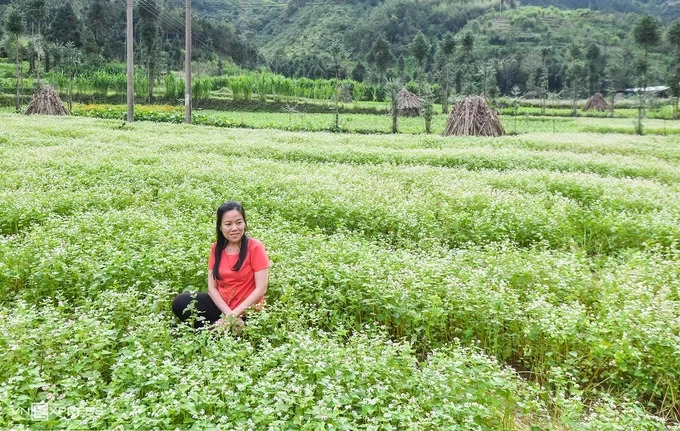 Ngoài ra, khách muốn chụp ảnh tại các ruộng hoa cần trả thêm 10.000 đồng mỗi người cho chủ ruộng. Mức giá này vẫn không thay đổi suốt 5 năm nay, kể từ khi loài hoa này được biết đến rộng rãi.  Sau bốn năm quay lại đây vào mùa hoa tam giác mạch, chị Nguyễn Thị Kiều Trang (TP HCM) chia sẻ: “Tôi thấy hoa có nhiều hơn ngày trước. Đến nay dù nhiều nơi đã trồng được loài cây này, với tôi tam giác mạch vẫn là loài hoa đặc trưng cho Hà Giang”.