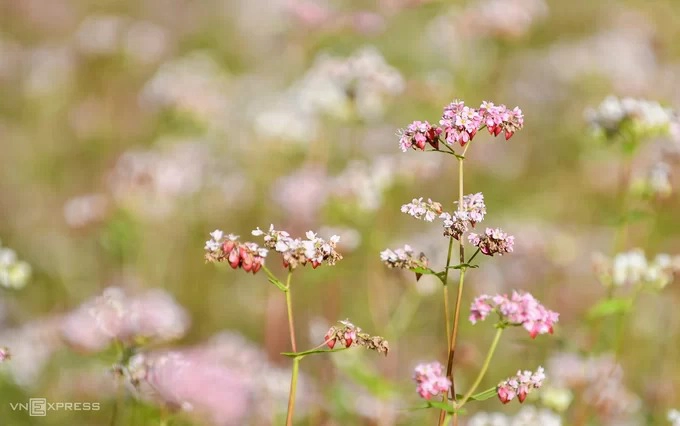 Hoa tam giác mạch nở rộ khoảng một tháng, thường từ giữa tháng 10 hàng năm. Màu sắc của hoa thay đổi theo tuần. Khi mới nở hoa có màu trắng, sau chuyển sang hồng tím phớt rồi đến đỏ sẫm. Trong ảnh là những bông hoa đang đậu hạt, dần chuyển từ tím nhạt sang đỏ.