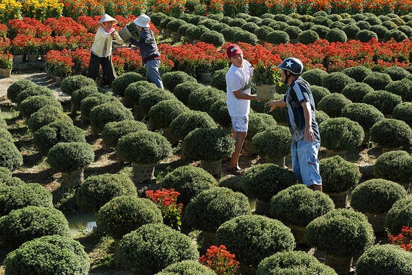 Những ngày này hầu như các khâu cuối đã hoàn tất để đem hoa đi bán, do đó nhiều khách đã đến tận vườn để chọn mua những chậu hoa ưng ý với giá tốt. Giá một giỏ hoa ở đây dao động từ 40.000 đến 70.000 đồng. Những ngày này hầu như các khâu cuối đã hoàn tất để đem hoa đi bán, do đó nhiều khách đã đến tận vườn để chọn mua những chậu hoa ưng ý với giá tốt. Giá một giỏ hoa ở đây dao động từ 40.000 đến 70.000 đồng.