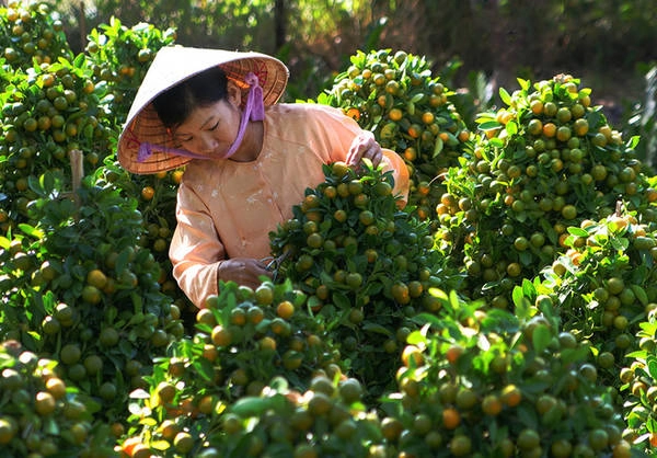 Cũng như ở miền Bắc, quất rất được ưa chuộng để chơi trong ngày Tết như một loại cây cảnh. Dù đã bày bán nhưng những chậu quất vẫn được người dân chăm chút kỹ càng để thu hút người mua. Cũng như ở miền Bắc, quất rất được ưa chuộng để chơi trong ngày Tết như một loại cây cảnh. Dù đã bày bán nhưng những chậu quất vẫn được người dân chăm chút kỹ càng để thu hút người mua.