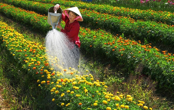 Là làng hoa nổi tiếng bậc nhất ở miền Tây, Sa Đéc trồng đủ các loại phục vụ nhu cầu chơi Tết của bà con, nhưng nhiều nhất vẫn là hoa cúc. Gần Tết, hoa được tưới nhiều nước để nở nhanh hơn. Là làng hoa nổi tiếng bậc nhất ở miền Tây, Sa Đéc trồng đủ các loại phục vụ nhu cầu chơi Tết của bà con, nhưng nhiều nhất vẫn là hoa cúc. Gần Tết, hoa được tưới nhiều nước để nở nhanh hơn.