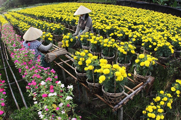 Những luống hoa rực rỡ dưới nắng xuân, làm nổi bật cả một vùng trù phú.Từ ngày 22, 23 tháng Chạp không khí ở đây trở nên nhộn nhịp hơn bao giờ hết. Những luống hoa rực rỡ dưới nắng xuân, làm nổi bật cả một vùng trù phú.Từ ngày 22, 23 tháng Chạp không khí ở đây trở nên nhộn nhịp hơn bao giờ hết.