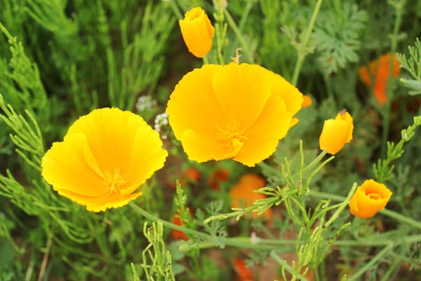 Những người nông dân thầm lặng vun xới, chăm bón các loài hoa. Những người nông dân thầm lặng vun xới, chăm bón các loài hoa.