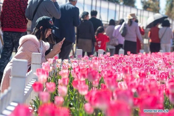 Trang Xinhuanet mới đăng tải một bộ ảnh về công viên hoa ở Côn Minh - thủ phủ tỉnh Vân Nam, Trung Quốc với cánh đồng tulip đủ màu sắc đang rộ nở dịp tháng 2 này.