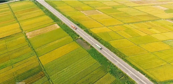 hoa-vang-co-xanh-o-thang-binh-vung-dat-moi-tinh-tren-ban-do-du-lich-ivivu-1