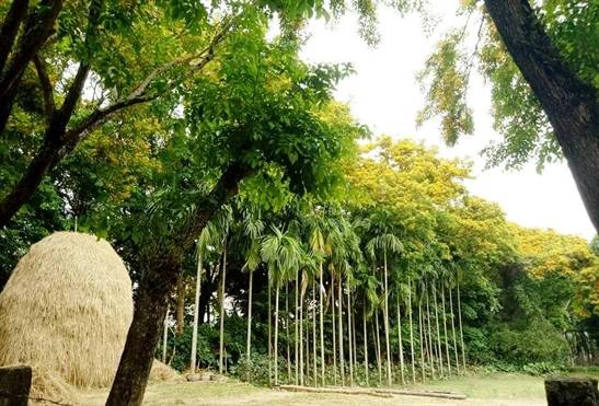 Chỉ một đoạn ngắn trên đường phố, những gốc hoa sưa vàng rực làm xốn xang bao con tim, thì những ngày này dọc đường bên sông Tam Kỳ cũng đang ngập sắc hoa vàng. Chỉ một đoạn ngắn trên đường phố, những gốc hoa sưa vàng rực làm xốn xang bao con tim, thì những ngày này dọc đường bên sông Tam Kỳ cũng đang ngập sắc hoa vàng.