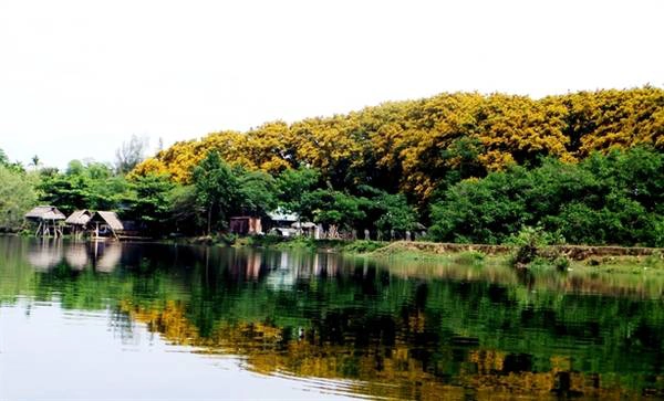 Ngày thường những hàng cây sưa vẫn lặng im trong nắng gió mưa bay nhưng khi chùm hoa đưa nở nó như tiếp thêm được một sức sống tràn trề. Màu vàng của hoa quyện vào nhau làm rực sáng cả góc phố, miên man cảm xúc của con người suốt chặng đường, bồng bềnh theo vào cả trong giấc mơ… Ngày thường những hàng cây sưa vẫn lặng im trong nắng gió mưa bay nhưng khi chùm hoa đưa nở nó như tiếp thêm được một sức sống tràn trề. Màu vàng của hoa quyện vào nhau làm rực sáng cả góc phố, miên man cảm xúc của con người suốt chặng đường, bồng bềnh theo vào cả trong giấc mơ…