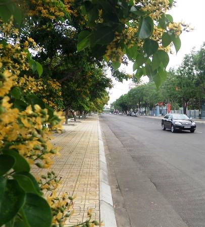 Những ngày trời nắng gắt, bỗng lọt vào con phố hoa vàng giữa lòng nội thị, lòng người có ngổn ngang cũng bỗng chốc được dịu lại. Những ngày trời nắng gắt, bỗng lọt vào con phố hoa vàng giữa lòng nội thị, lòng người có ngổn ngang cũng bỗng chốc được dịu lại.