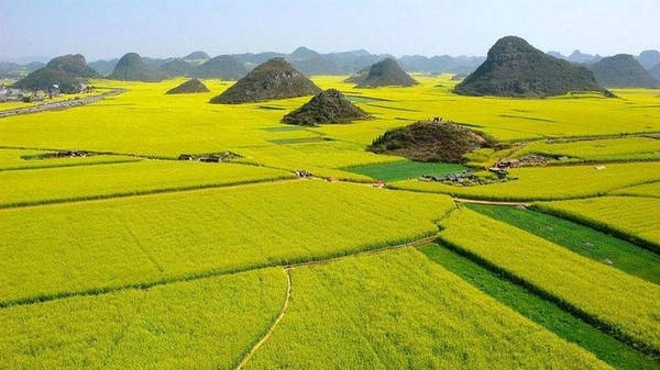 Những cánh đồng hoa cải mênh mông trên hành trình Tây Tạng... Những cánh đồng hoa cải mênh mông trên hành trình Tây Tạng...