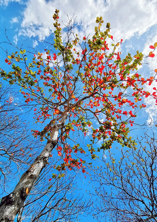 Cây bàng lá đỏ “vươn mình” trên nền trời xanh.