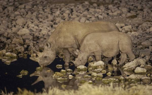 Đến thăm công viên quốc gia Etosha, Namibia