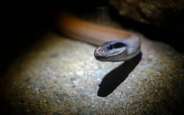 Đi ngắm thú đêm tại sở thú Night Safari, Singapore