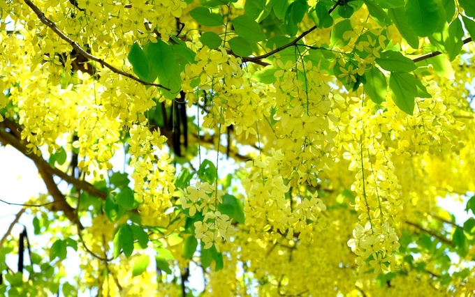 Tháng 5 đến Hội An ấn tượng đầu tiên chính là những hàng cây muồng hoàng yến (tên khác là hoa lồng đèn, bọ cạp vàng, osaka) nở vàng rực. Phố Hội vốn đã nổi tiếng với những dãy nhà mái ngói, quét vôi màu vàng nghệ bao đời nay, đến mùa hè lại càng tươi sáng hơn với sắc vàng của loài hoa này. Tháng 5 đến Hội An ấn tượng đầu tiên chính là những hàng cây muồng hoàng yến (tên khác là hoa lồng đèn, bọ cạp vàng, osaka) nở vàng rực. Phố Hội vốn đã nổi tiếng với những dãy nhà mái ngói, quét vôi màu vàng nghệ bao đời nay, đến mùa hè lại càng tươi sáng hơn với sắc vàng của loài hoa này.