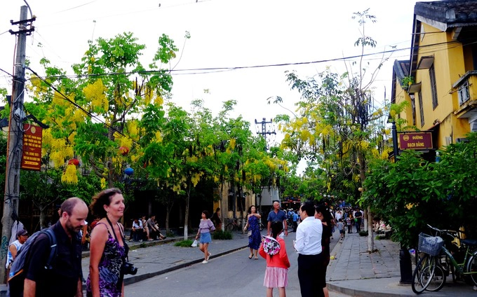 Xuống chuyến xe buýt chở khách từ Đà Nẵng tới Hội An, đi bộ len lỏi qua những con ngõ lớn nhỏ ở phố cổ bạn sẽ không thể rời mắt bởi những hàng cây muồng hoàng yến. Xuống chuyến xe buýt chở khách từ Đà Nẵng tới Hội An, đi bộ len lỏi qua những con ngõ lớn nhỏ ở phố cổ bạn sẽ không thể rời mắt bởi những hàng cây muồng hoàng yến.