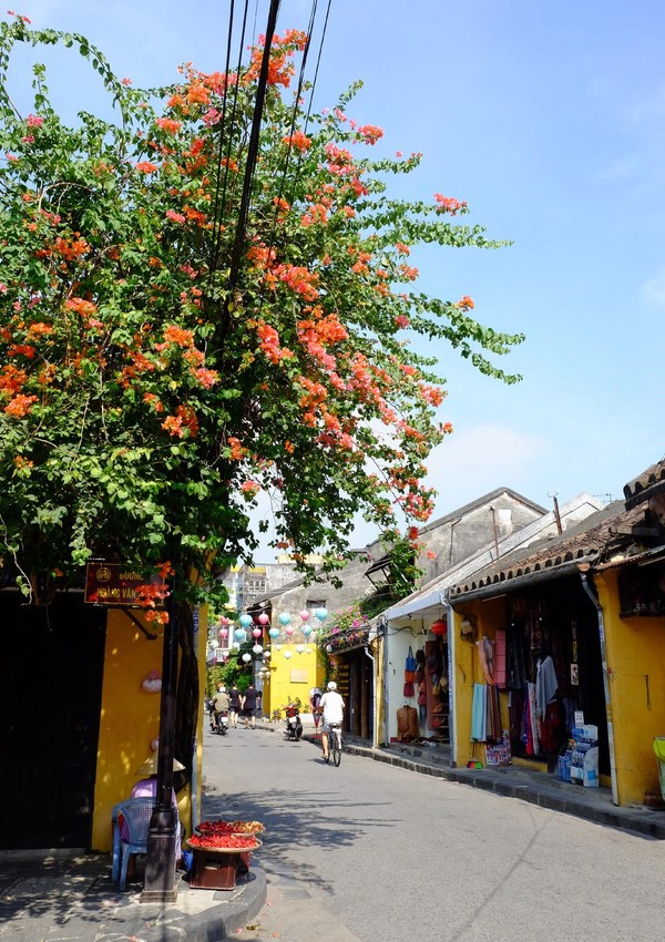 Hoa giấy Hội An có đủ màu từ hồng, cam tới trắng. Không một ngõ nhỏ nào ở đây lại không có những giàn hoa giấy vừa rợp mát vừa rực rỡ sắc màu. Hoa giấy Hội An có đủ màu từ hồng, cam tới trắng. Không một ngõ nhỏ nào ở đây lại không có những giàn hoa giấy vừa rợp mát vừa rực rỡ sắc màu.