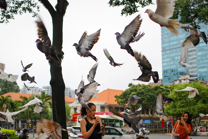 Đàn chim vỗ cánh, bay lượn trong sự ngỡ ngàng của du khách. "Tôi đã sang Thái Lan và thấy cũng có đàn chim trong khuôn viên một ngôi chùa, nhưng có lẽ không nhiều và bay lượn đều, đẹp mắt như đàn chim ở đây", chị Nguyễn Thị Ngân, du khách đến từ Hà Nội, chia sẻ. Đàn chim vỗ cánh, bay lượn trong sự ngỡ ngàng của du khách. "Tôi đã sang Thái Lan và thấy cũng có đàn chim trong khuôn viên một ngôi chùa, nhưng có lẽ không nhiều và bay lượn đều, đẹp mắt như đàn chim ở đây", chị Nguyễn Thị Ngân, du khách đến từ Hà Nội, chia sẻ.