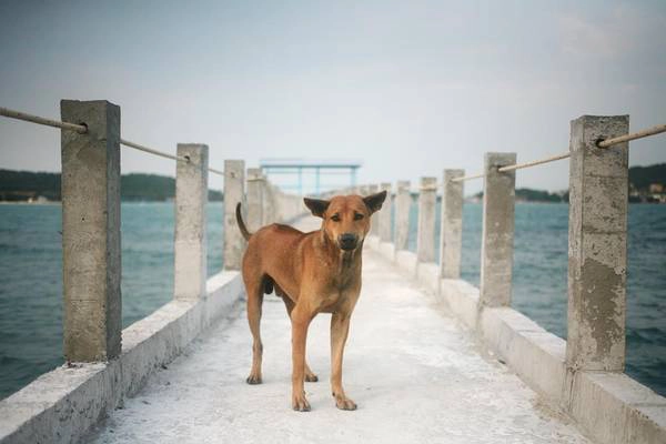 hon-dam-island-hideaway-phu-quoc-ivivu-6