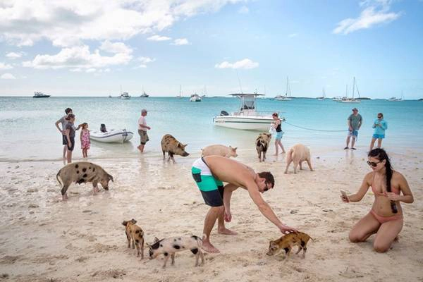 Đảo Big Major hay đảo lợn là một hòn đảo nhỏ không người sinh sống, nằm ở Exuma, Bahamas (Khối thịnh vượng chung). Nơi đây nổi tiếng với những chú lợn biết bơi thân thiện, đáng yêu. Ảnh: Nytimes. Đảo Big Major hay đảo lợn là một hòn đảo nhỏ không người sinh sống, nằm ở Exuma, Bahamas (Khối thịnh vượng chung). Nơi đây nổi tiếng với những chú lợn biết bơi thân thiện, đáng yêu. Ảnh: Nytimes.