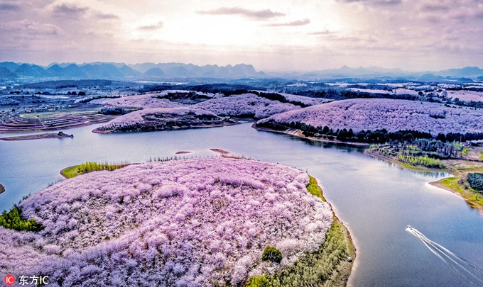Mùa hoa anh đào đang bước vào những ngày cuối cùng của năm nay. Nếu đã nhàm mắt với hoa anh đào ở Hàn Quốc hay Nhật Bản thì bạn hãy ghé thăm thị trấn nhỏ ở phía nam Trung Quốc với những hòn đảo hoa anh đào độc đáo hiếm nơi nào có được. Mỗi năm, thành phố Quý Dương, tỉnh Quý Châu đón một lượng lớn khách du lịch tới chiêm ngưỡng cảnh tượng "thập lý đào hoa" dài vạn dặm như trong phim cổ trang. Mùa hoa anh đào đang bước vào những ngày cuối cùng của năm nay. Nếu đã nhàm mắt với hoa anh đào ở Hàn Quốc hay Nhật Bản thì bạn hãy ghé thăm thị trấn nhỏ ở phía nam Trung Quốc với những hòn đảo hoa anh đào độc đáo hiếm nơi nào có được. Mỗi năm, thành phố Quý Dương, tỉnh Quý Châu đón một lượng lớn khách du lịch tới chiêm ngưỡng cảnh tượng "thập lý đào hoa" dài vạn dặm như trong phim cổ trang.