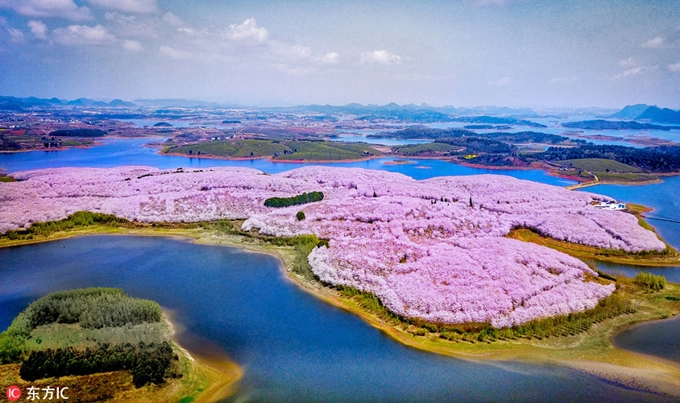 Nông trại Pingba nằm ở phía Tây Nam thành phố Quý Dương, rộng 1.600 ha. Phần lớn diện tích dùng để trồng các loại hoa, trong đó nhiều nhất là hoa anh đào. Hoa được trồng bạt ngàn, phủ khắp các hòn đảo nhỏ, xen kẽ với diện tích trồng cỏ, hoa cải vàng. Nông trại Pingba nằm ở phía Tây Nam thành phố Quý Dương, rộng 1.600 ha. Phần lớn diện tích dùng để trồng các loại hoa, trong đó nhiều nhất là hoa anh đào. Hoa được trồng bạt ngàn, phủ khắp các hòn đảo nhỏ, xen kẽ với diện tích trồng cỏ, hoa cải vàng.