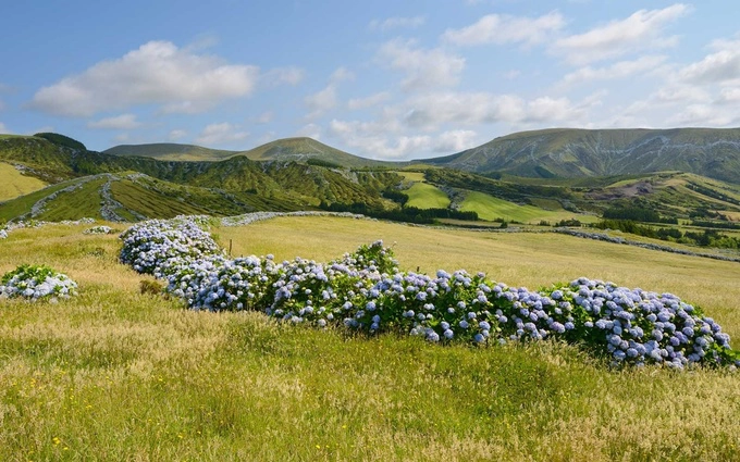 Để chiêm ngưỡng những loài hoa khác, du khách có thể trải nghiệm tour đảo quanh Azores và dừng chân ở Terceira, hay còn gọi là đảo Lilac. Nơi đây không chỉ có cẩm tú cầu xanh mà còn nhiều màu sắc khác nhau, trong đó có những loài hoa dại màu tím.