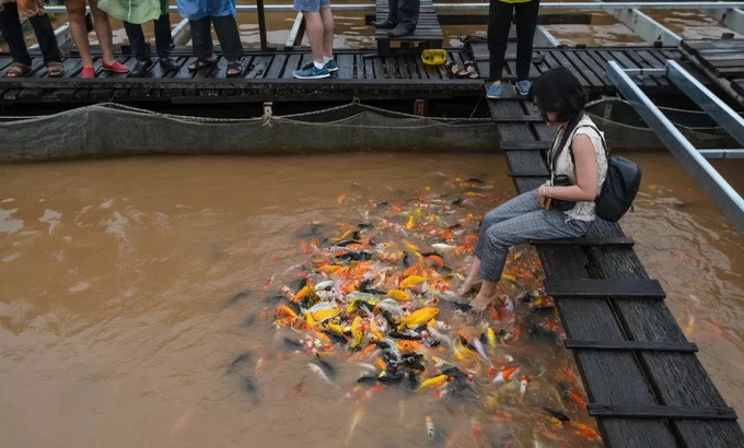 Trải nghiệm đầu tiên du khách nên thử là ghé bè cá Bảy Bon gần lối vào đảo. Du khách trong ảnh đang thử “massage” chân tại bè nuôi cá koi.