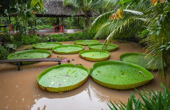 Ao súng vua trong homestay của chị Phan Thị Kim Phước cũng là điểm được yêu thích. Theo chủ nhà, khi khách đặt ăn, trên mâm có bao nhiêu món thì sẽ có từng đó hộ tham gia làm. “Chúng tôi coi khách như bà con ở nơi xa về, thăm từng nhà người dân Cồn Sơn”.  Cách duy nhất để tới đảo Cồn Sơn là thuê phà hoặc thuyền ở bến Cô Bắc (hẻm 13 đường Lê Hồng Phong) với giá 5.000 đồng một lượt, phà hoạt động từ 6h đến 22h.