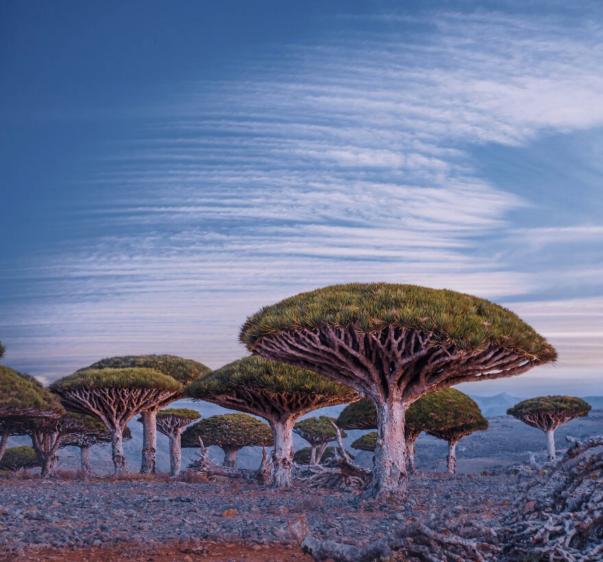 Hon-dao-Socotra-duoc-vi-nhu-ngoai-hanh-tinh-ivivu-5