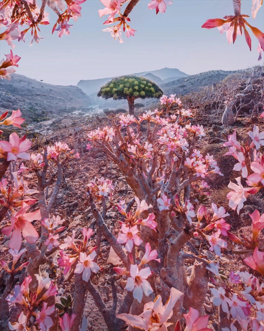 Hon-dao-Socotra-duoc-vi-nhu-ngoai-hanh-tinh-ivivu-2