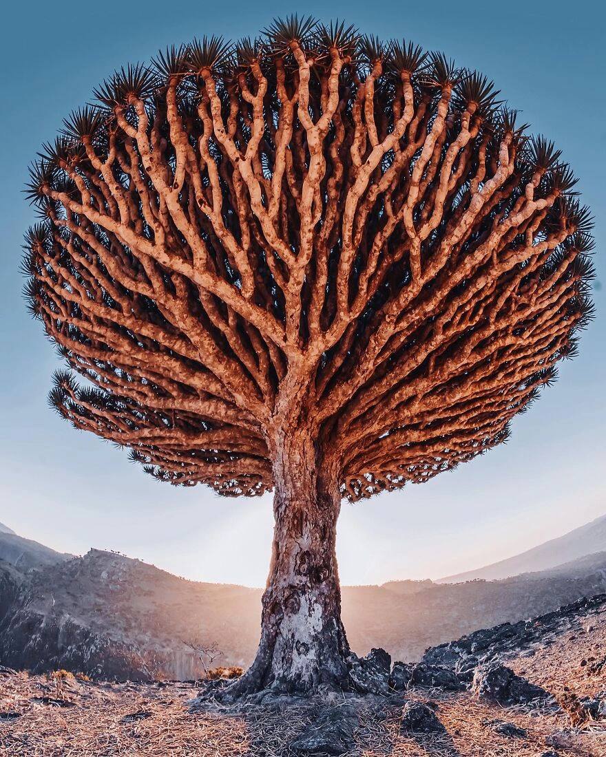 Hon-dao-Socotra-duoc-vi-nhu-ngoai-hanh-tinh-ivivu-4