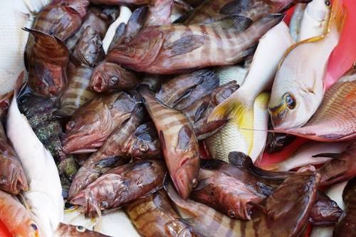 Thành quả sau một giờ câu cá trên đảo Móng Tay. Ảnh: Phan Lộc Thành quả sau một giờ câu cá trên đảo Móng Tay. Ảnh: Phan Lộc