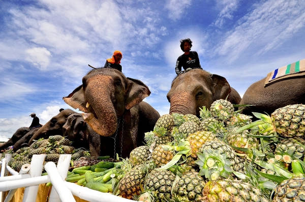Ngắm và cưỡi voi khám phá thiên nhiên ở Hua Hin. Ảnh: Huahintoday. Ngắm và cưỡi voi khám phá thiên nhiên ở Hua Hin. Ảnh: Huahintoday.