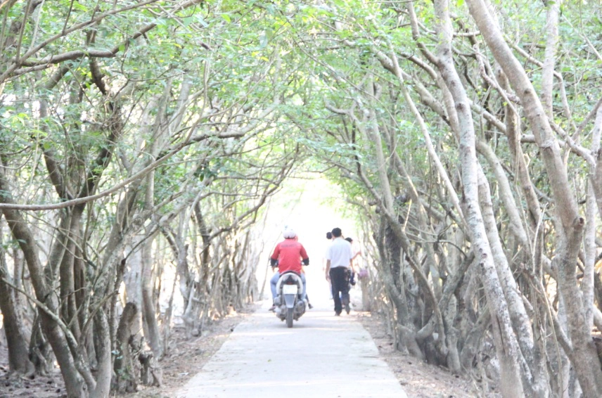 Rú Chá bạt ngàn màu xanh của những vòm cây
