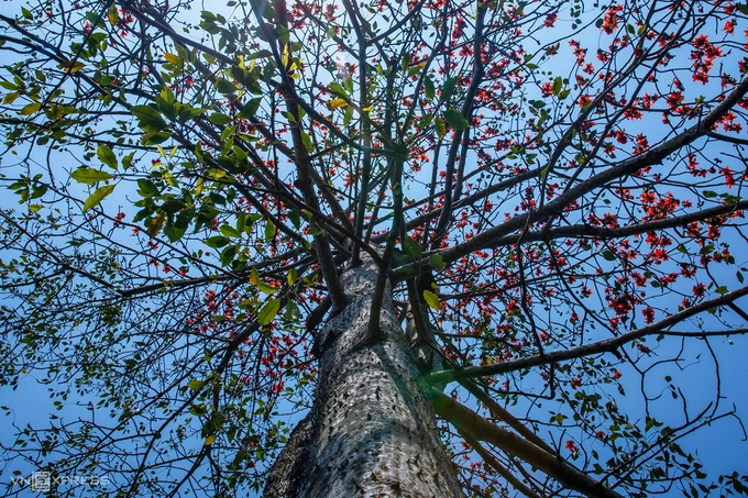 Thân cây gạo cao hơn 10 m, trên thân có nhiều gai.