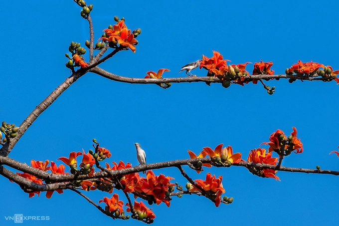 Tán hoa gạo nở từng chùm đỏ tươi trên nền trời xanh. Những cành hoa gạo mùa này còn thu hút các loài chim đến hút mật.