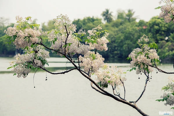 hue-yeu-kieu-trong-mua-xoan-no-ivivu-12