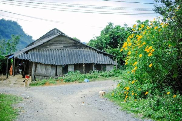 Dã quỳ Mộc Châu giờ đây tuy không còn được giữ lại nhiều, không trải dài miên man như ở Đà Lạt hay Ba Vì... 