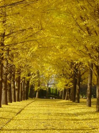 Không chỉ nổi tiếng bởi những rừng cây lá đỏ, mùa thu đến đất nước mặt trời mọc bạn cũng có thể được ngắm nhìn những hàng cây lá vàng rực rỡ. Khoảng tháng 11 cây Icho chuyển sang sắc vàng, lung linh dưới ánh mặt trời, tạo nên đường hầm sáng lấp lánh.