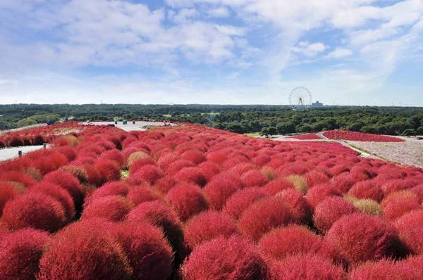 Cỏ kochia lớn dần, bụi cây cứng hơn và chuyển sang màu đỏ rực rỡ vào khoảng tháng 10. Hình ảnh kochia về thu nhuộm đỏ cả không gian Hitachi đã thu hút rất nhiều du khách trên thế giới.
