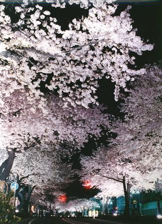 Thời gian này, trên khắp đường phố Ibaraki cũng trở nên thơ mộng vô cùng bởi sắc hoa anh đào.