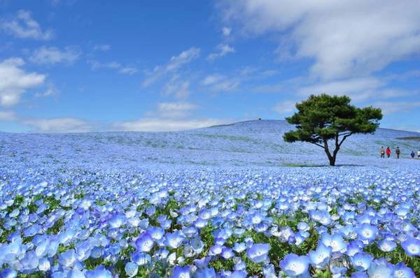 Nemophila hay còn gọi là hoa mắt xanh, là loài hoa biểu tượng của tỉnh Ibaraki, nằm về phía đông bắc thủ đô Tokyo. Hoa được trồng khắp các ngọn đồi trong công viên Hitachi và nở rộ vào mùa xuân, khoảng tháng 4. Phí vào tham quan công viên là 410 yen (gần 90.000 đồng). Nemophila hay còn gọi là hoa mắt xanh, là loài hoa biểu tượng của tỉnh Ibaraki, nằm về phía đông bắc thủ đô Tokyo. Hoa được trồng khắp các ngọn đồi trong công viên Hitachi và nở rộ vào mùa xuân, khoảng tháng 4. Phí vào tham quan công viên là 410 yen (gần 90.000 đồng).