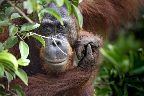Kalimantan, Borneo Kalimantan, vùng lãnh thổ Indonesia trên đảo Borneo, có vườn quốc gia Tanjung Puting. Đây là nơi duy nhất du khách có thể nhìn thấy loài đười ươi Borneo sắp tuyệt chủng. Vườn quốc gia này có những chiếc thuyền klotok truyền thống đưa du khách đi khám phám khu rừng và chiêm ngưỡng nhiều loài động vật khác như vượn, báo gấm, cá sấu Ấn Độ... Kalimantan, Borneo Kalimantan, vùng lãnh thổ Indonesia trên đảo Borneo, có vườn quốc gia Tanjung Puting. Đây là nơi duy nhất du khách có thể nhìn thấy loài đười ươi Borneo sắp tuyệt chủng. Vườn quốc gia này có những chiếc thuyền klotok truyền thống đưa du khách đi khám phám khu rừng và chiêm ngưỡng nhiều loài động vật khác như vượn, báo gấm, cá sấu Ấn Độ...
