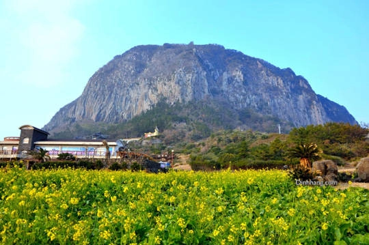 Du lịch đảo Jeju - Hàn Quốc 3 - iVIVU.com