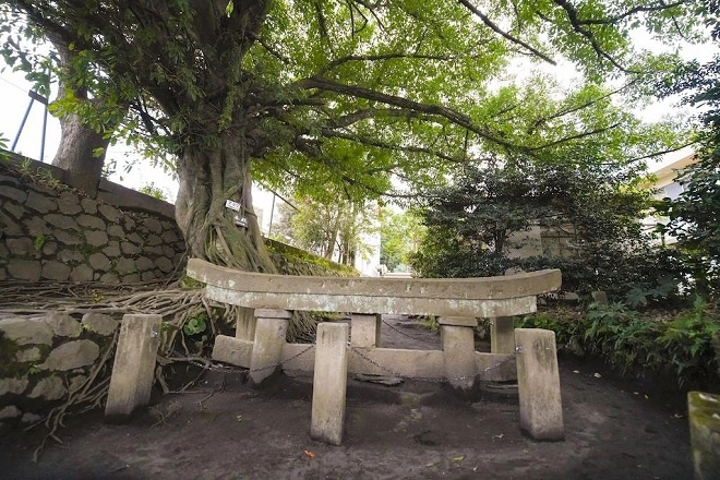 Một trong những điểm đến của đảo Sakurajima là chiếc cổng đền Kurokami (Kurokami Buried Shrine Gate) bị vùi lấp dưới đất khoảng 2m, sau đợt Sakurajima phun trào kéo dài một tháng với ba tỷ tấn dung nham, chôn vùi 687 ngôi nhà vào năm 1914. Rất nhiều du khách khi đến thăm ngôi đền này đã hỏi tại sao người dân đảo không khai quật cổng đền mà vẫn để nó vùi lấp cả trăm năm qua? Câu trả lời chính là người dân Sakurajima không muốn quên trận phun trào lịch sử năm xưa.