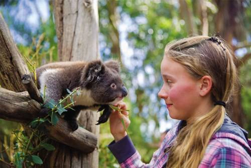 Gấu koala trên đảo rất thân thiện với du khách