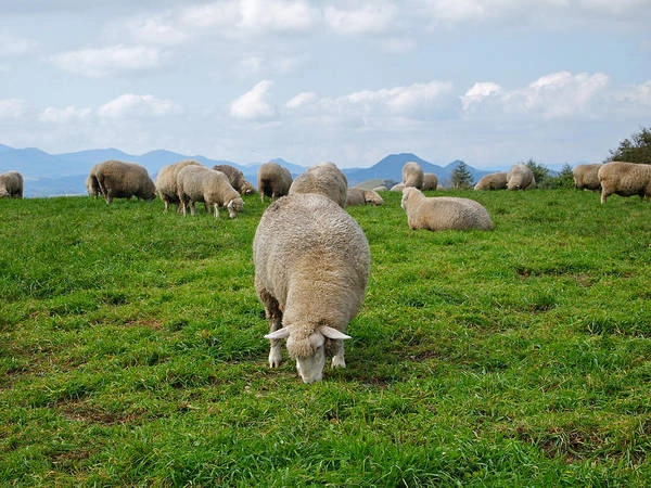 Những chú cừu đáng yêu tại Nông Trại Cừu (Sheep Farm). Ảnh: cungbandulich Những chú cừu đáng yêu tại Nông Trại Cừu (Sheep Farm). Ảnh: cungbandulich