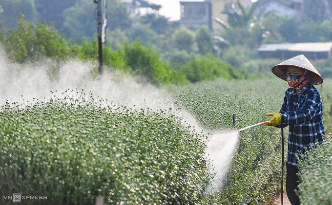 Một người làm vườn tại Nhật Tân cho biết, khoảng một tuần nữa mới bước vào vụ cúc hoạ mi. Nhiều vườn hoa ở sâu trong làng Nhật Tân cũng bán vé vào cửa cho khách trong mùa hoa với giá rẻ hơn, ở mức 20.000 – 30.000 đồng một người.