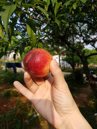 Đào Sa Pa quả nhỏ, nhiều lông nhưng có vị giòn, thơm. Mùa đào chín ở Sa Pa chỉ kéo dài đến giữa tháng 6.