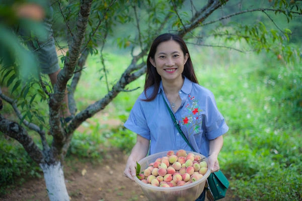 Địa điểm du khách có thể trải nghiệm hái trái tại vườn là bản Tả Phìn, cách trung tâm thị trấn khoảng 12 km về phía đông. Các chủ vườn không mở dịch vụ nên du khách muốn hái cần xin phép hoặc liên hệ trước.